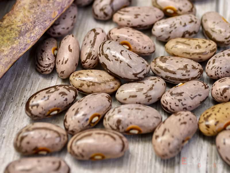 قیمت خرید لوبیا چیتی در ایران عمده به صرفه و ارزان